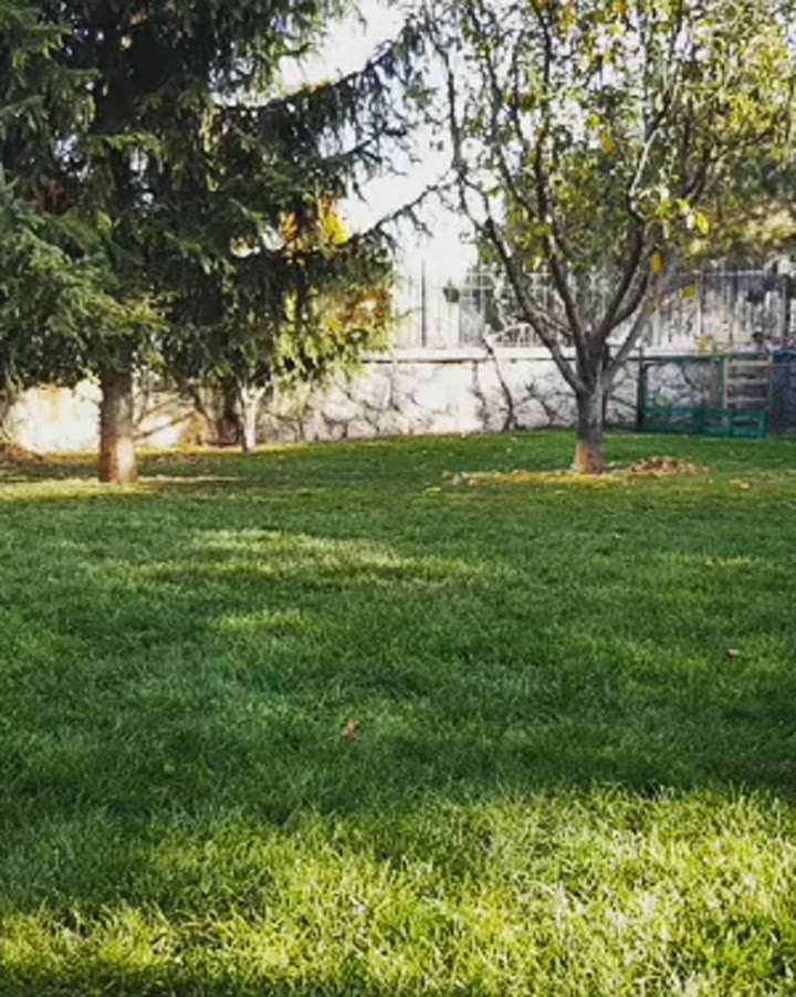 Charlie ile itaat çalışması.