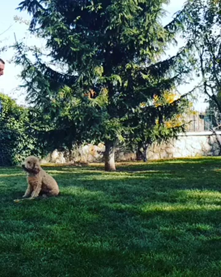 Momo ile itaat çalışması.