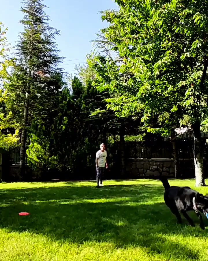 Pepper ile temel itaat çalışması.