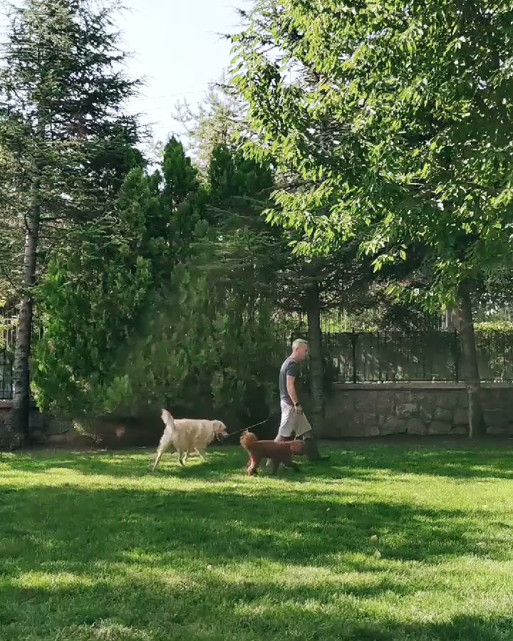 Birden çok köpekle yat/dur.