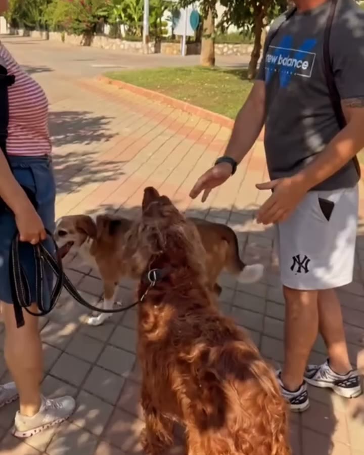 Şehirde tasmayla düzgün yürüyüş.