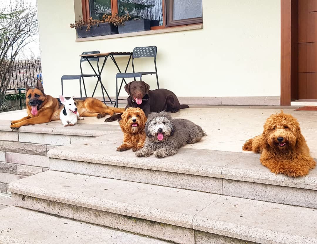 Taş basamaklarda bir grup mutlu köpek.