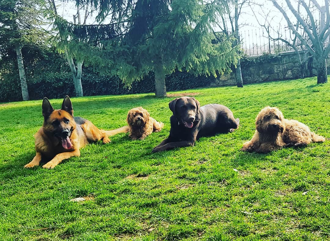Çimde uzanan üç köpek.