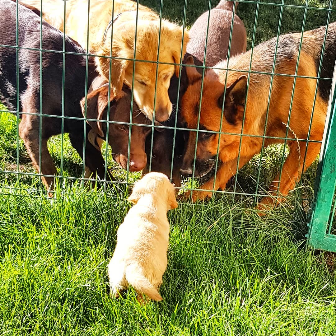 Sevimli yavru köpekler.