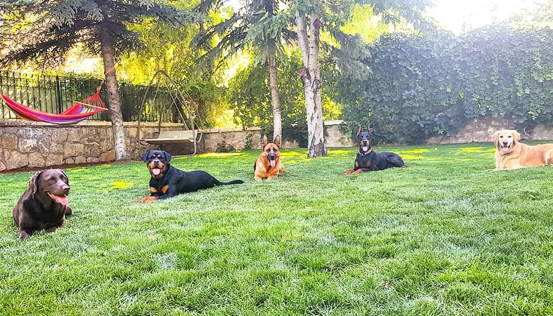 Yeşillikte dinlenen köpekler.
