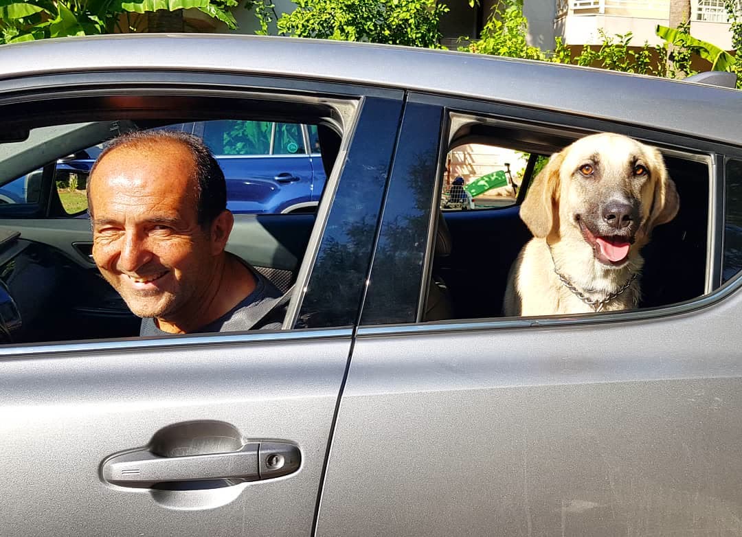 Arabada mutlu bir Golden Retriever.