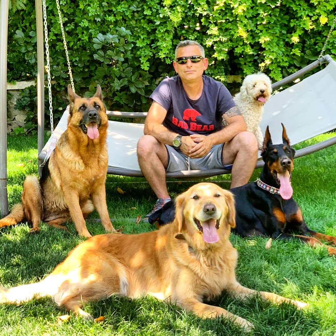 Çimde sıralanmış uyumlu köpekler.