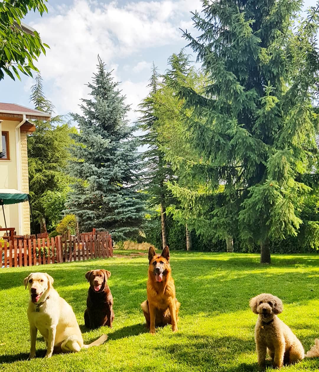 Bahçede bekleyen köpekler.