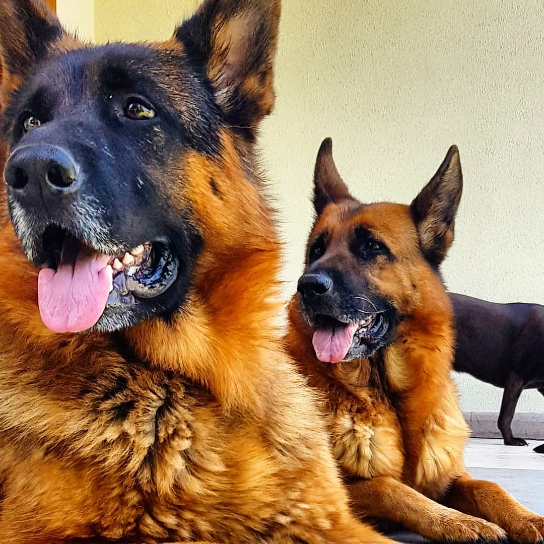 Alman Kurdu ve Labrador yakın plan.