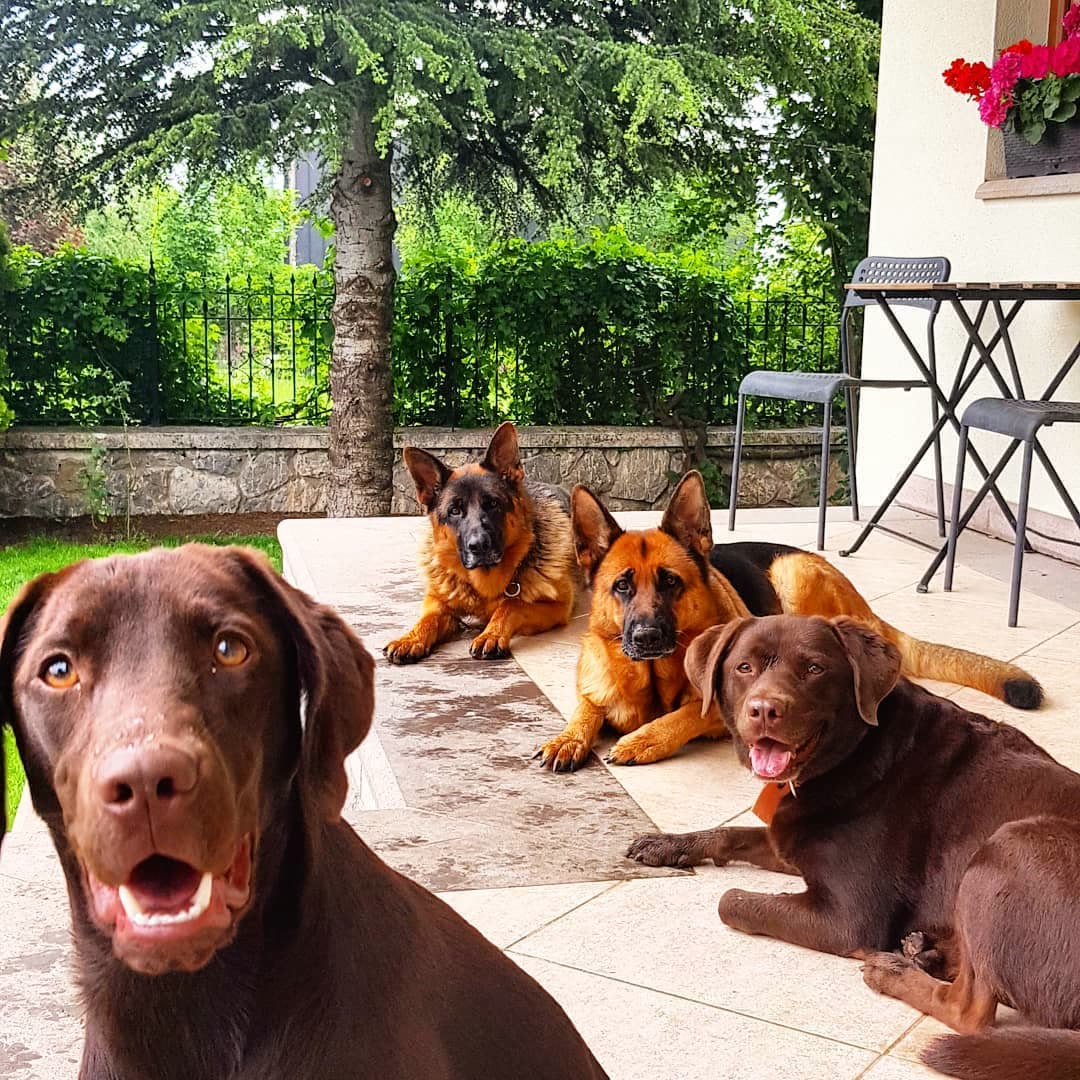 Çikolata Labrador ve dostları.