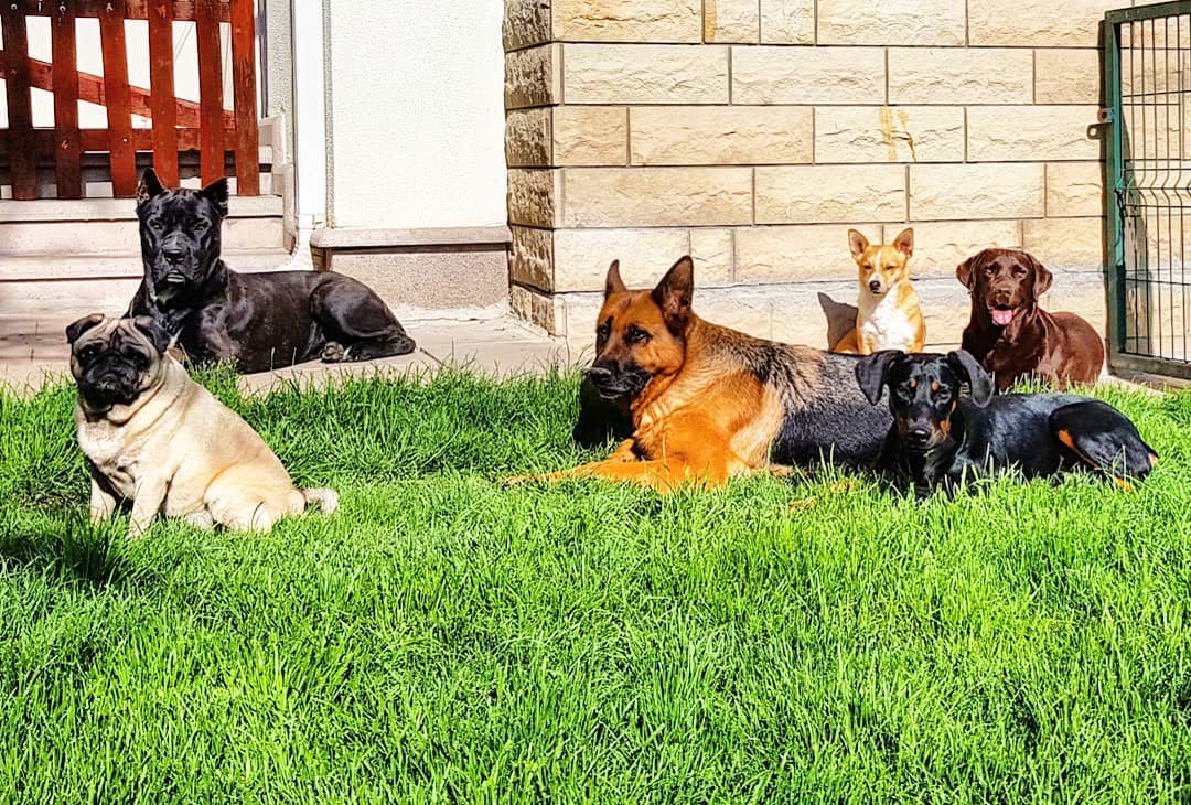 Ev önünde köpekler.