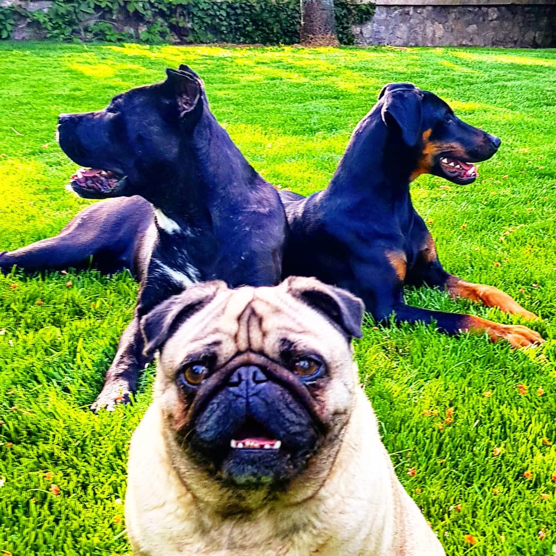 İki Doberman ve bir Pug.