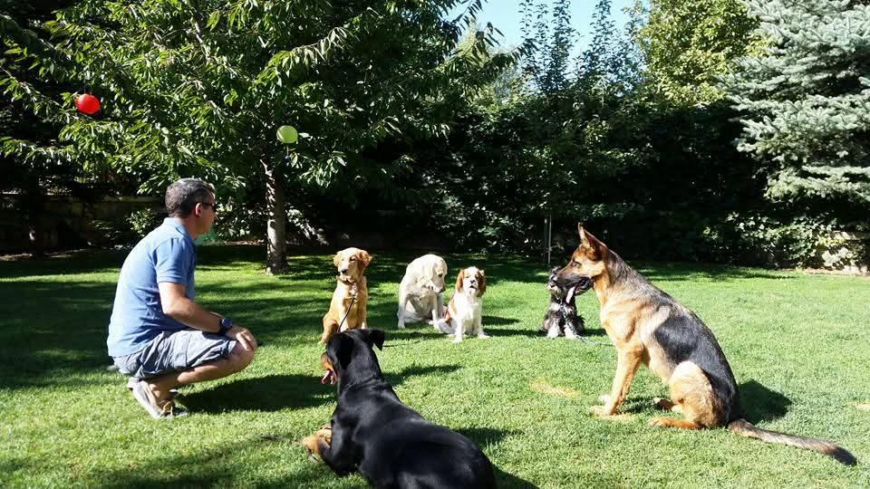 Orçun çimde köpekleriyle bir arada.