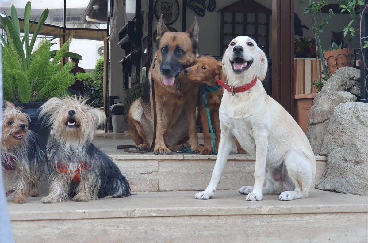 Taş zeminde uyumlu bir köpek grubu.