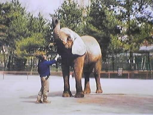1990'lar — genç Orçun hayvanat bahçesinde bir fille çalışırken.