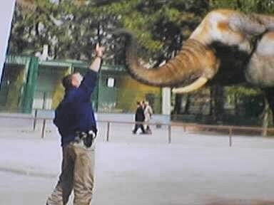 1990'lar — Orçun filin hortumuna uzanırken.