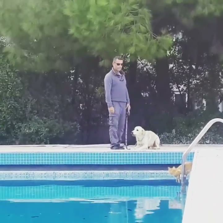 Arşiv kaydı — havuz başında Golden Retriever ile eğitim.
