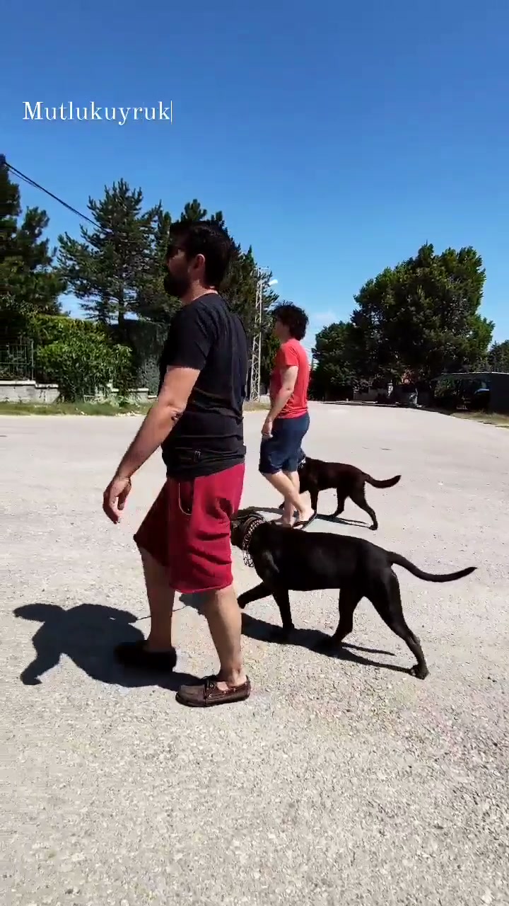 Mutlu Kuyruklar