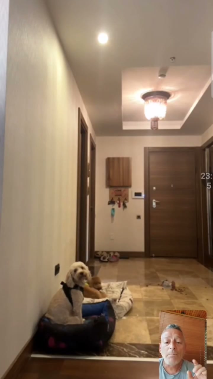 Mutlu Kuyruklar